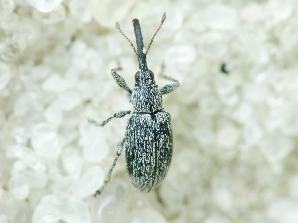 Squamapion elongatum (Germar, 1817)